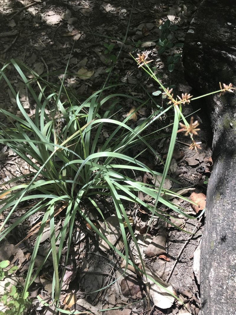 Flatleaf Flatsedge