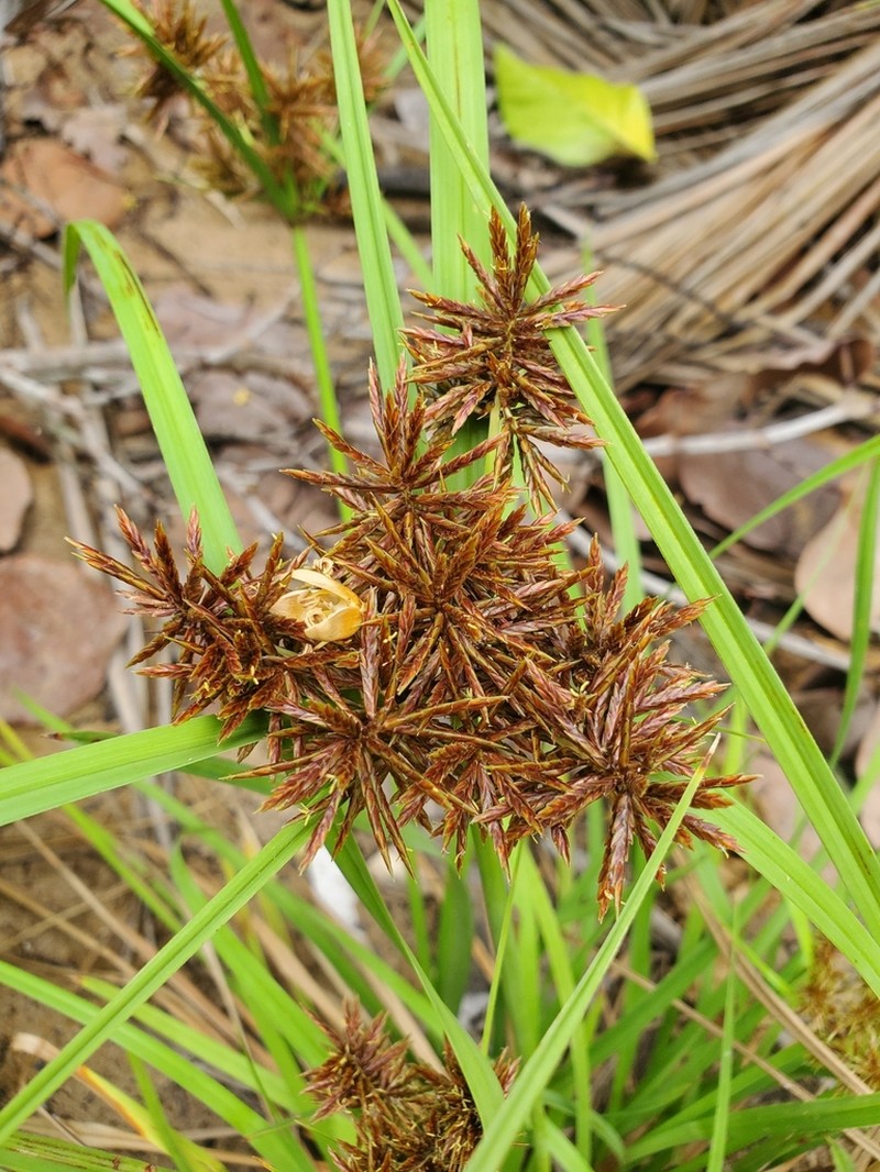 Flatleaf Flatsedge photo 2