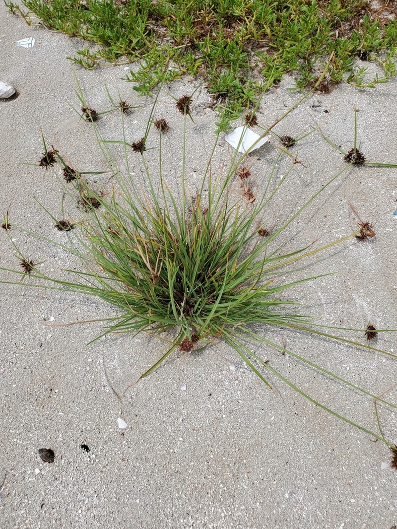 Flatleaf Flatsedge photo 3