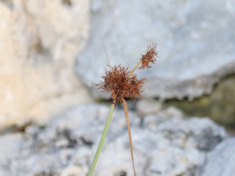 Flatleaf Flatsedge photo 4