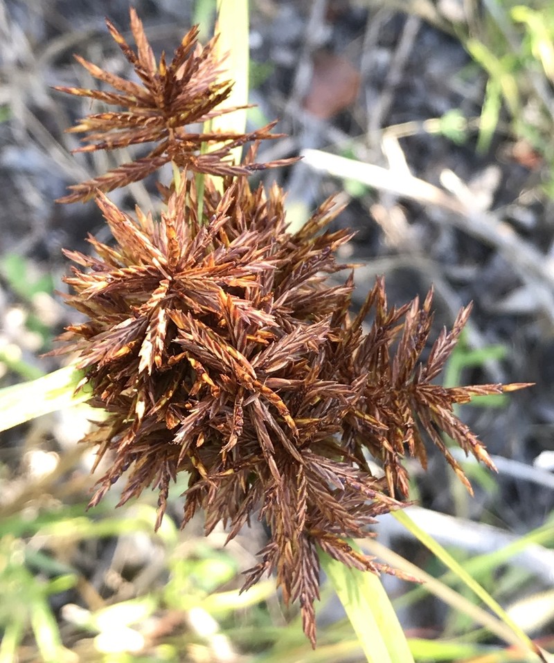 Flatleaf Flatsedge photo 5