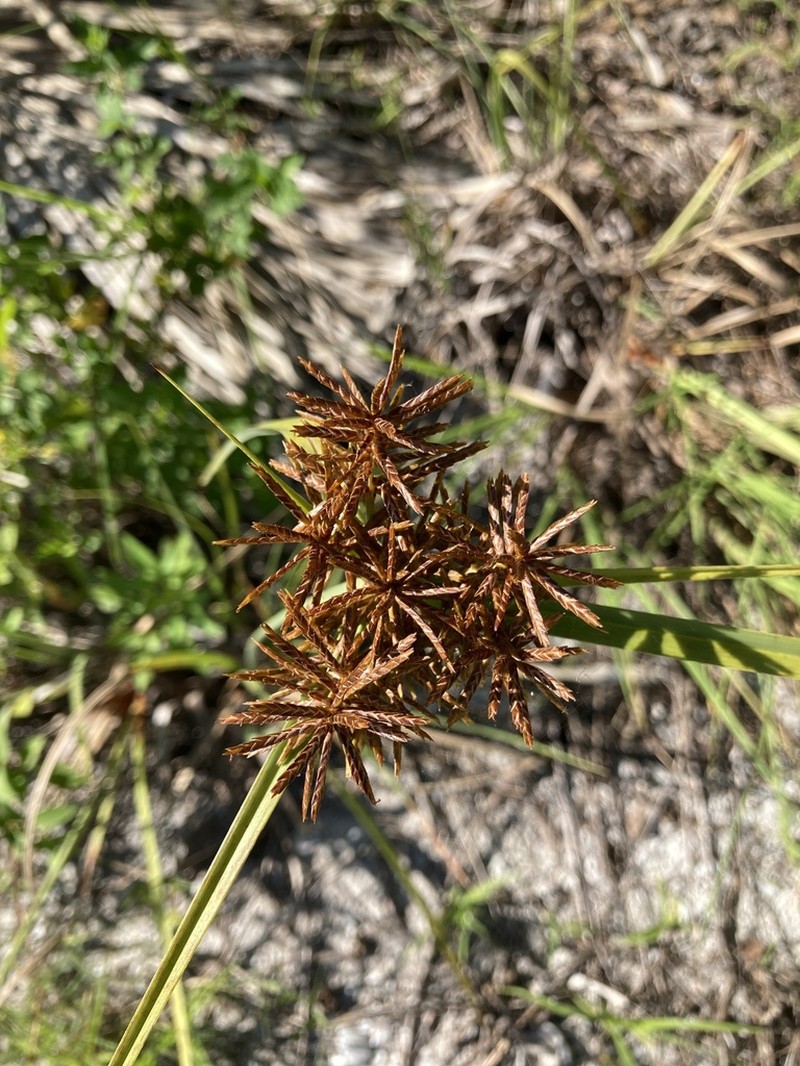 Flatleaf Flatsedge photo 6