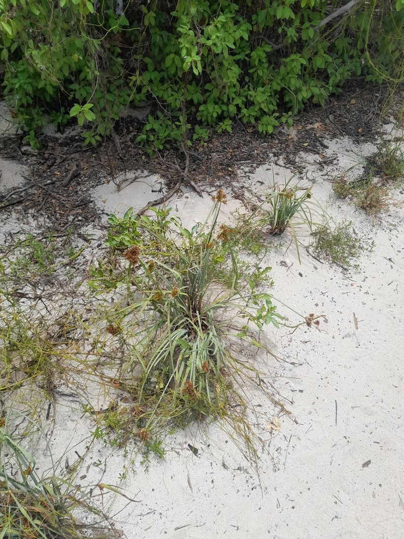 Flatleaf Flatsedge photo 7