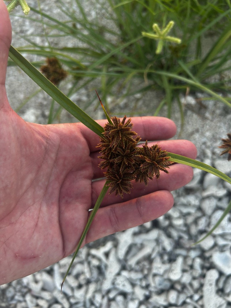 Flatleaf Flatsedge photo 8