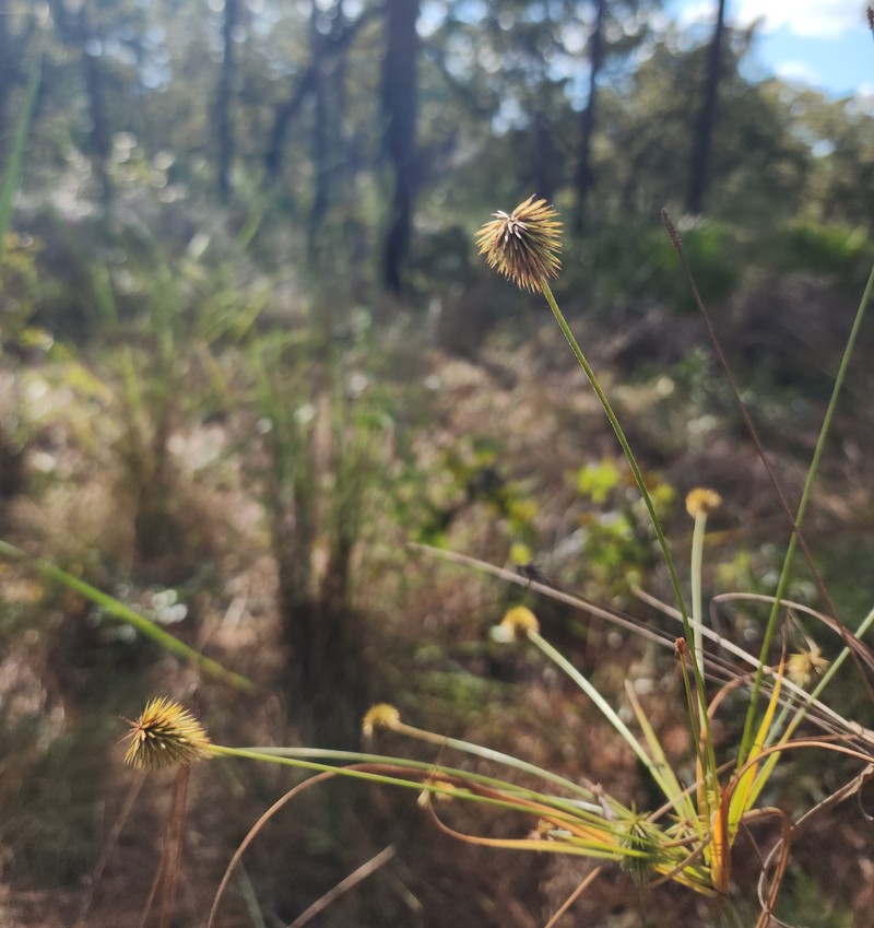 Plukenet's Flatsedge