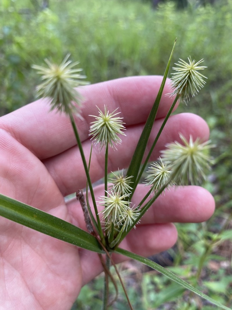 Plukenet's Flatsedge