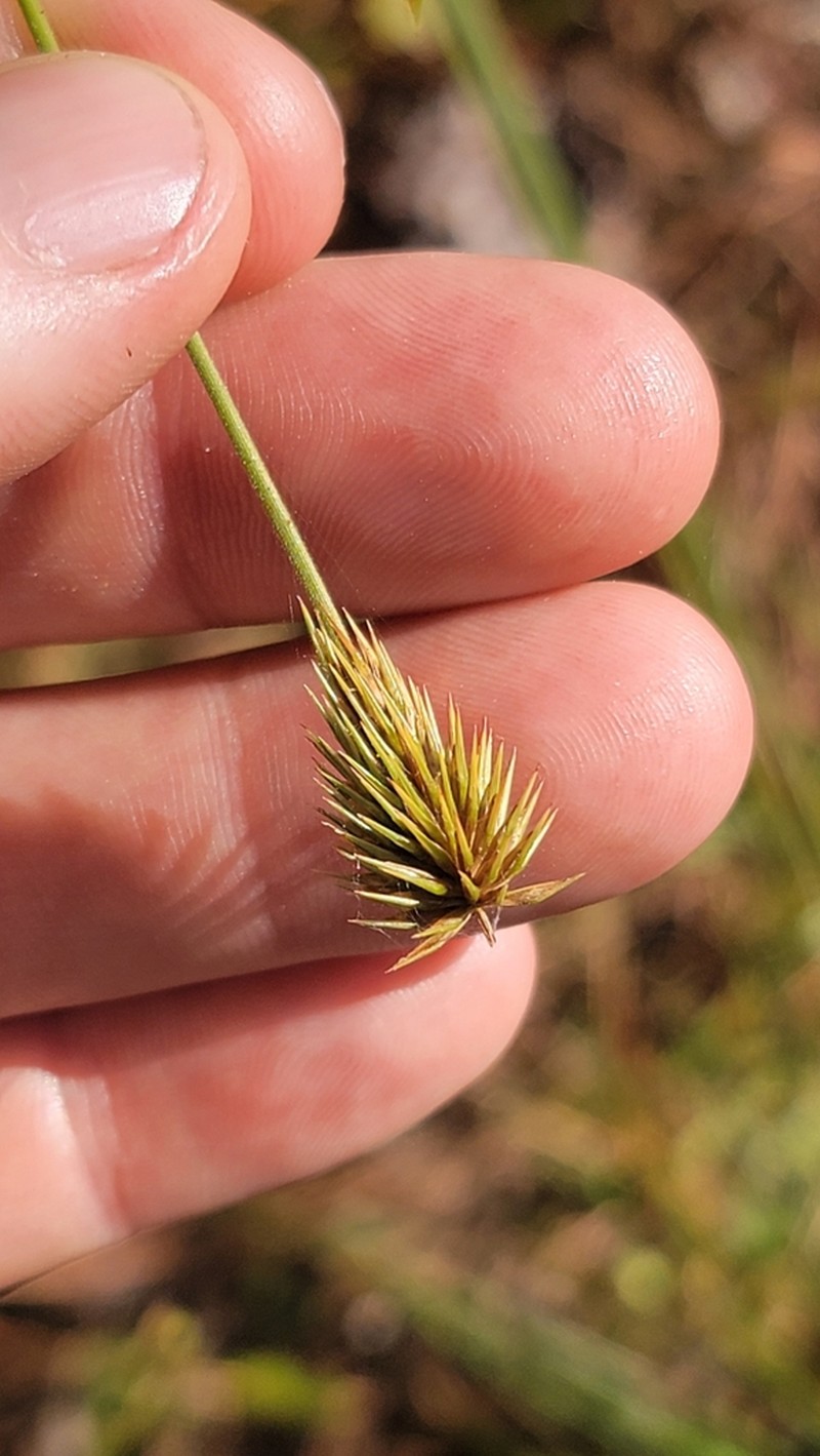 Plukenet's Flatsedge photo 2