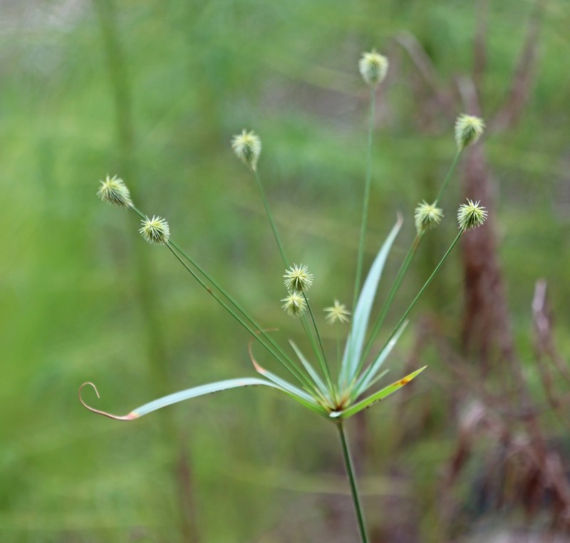 Plukenet's Flatsedge photo 3