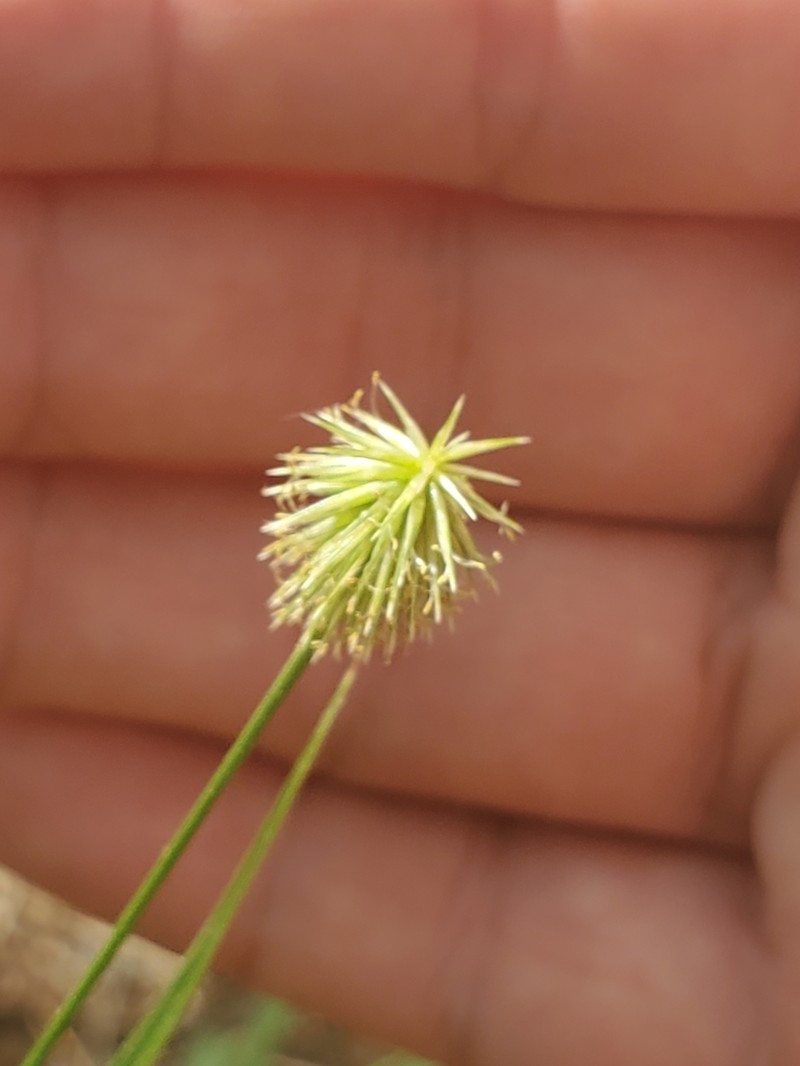 Plukenet's Flatsedge photo 4
