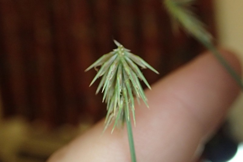 Plukenet's Flatsedge photo 5