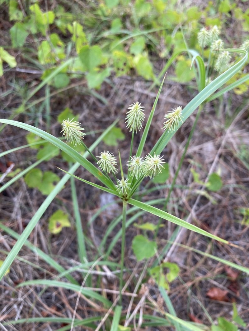 Plukenet's Flatsedge photo 6