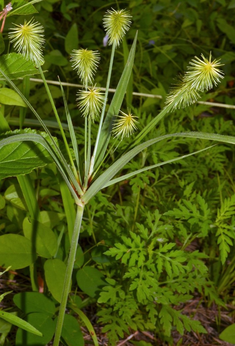 Plukenet's Flatsedge photo 7