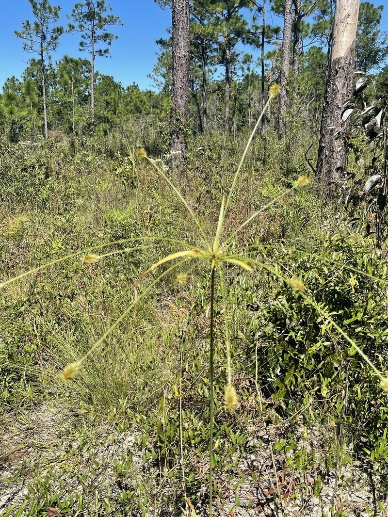Plukenet's Flatsedge photo 8