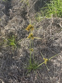 Manyspike Flatsedge