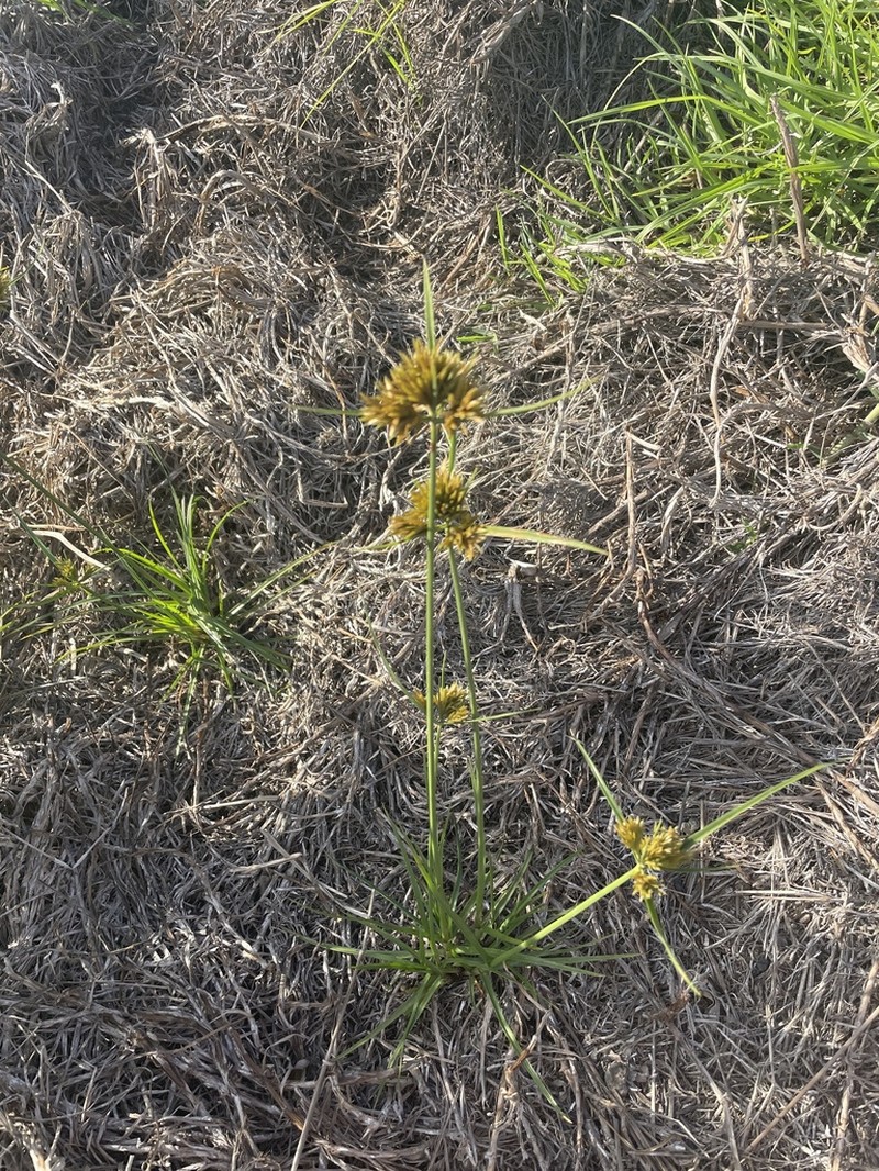 Manyspike Flatsedge
