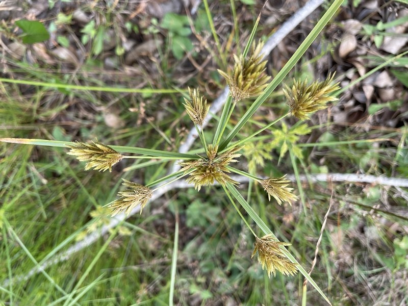 Manyspike Flatsedge photo 2