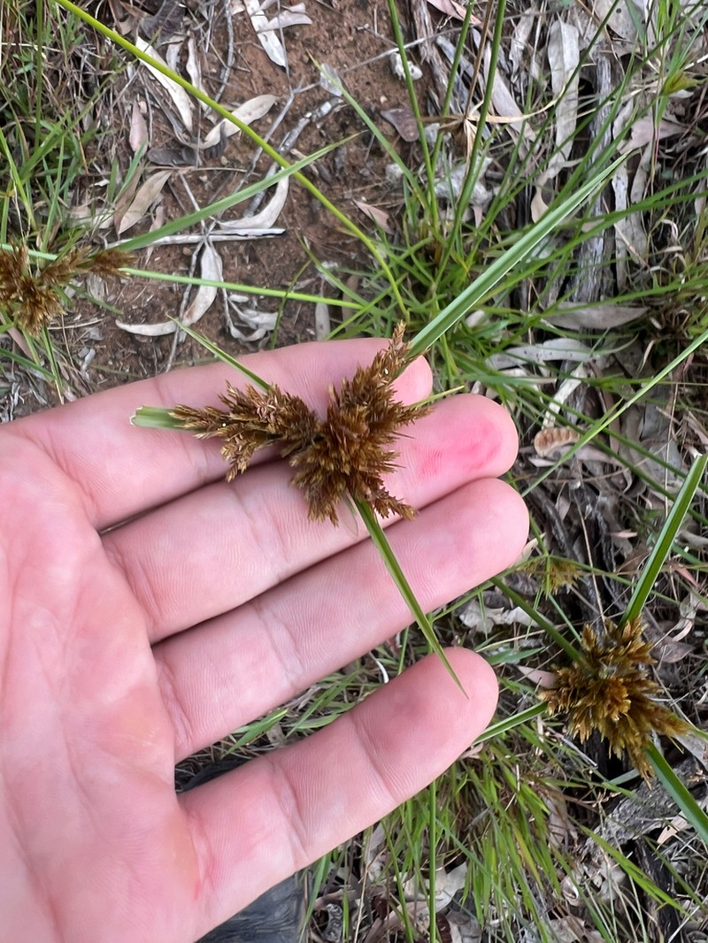 Manyspike Flatsedge photo 3