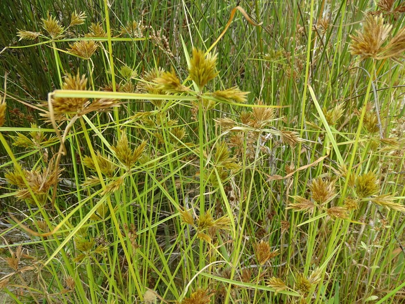 Manyspike Flatsedge photo 4