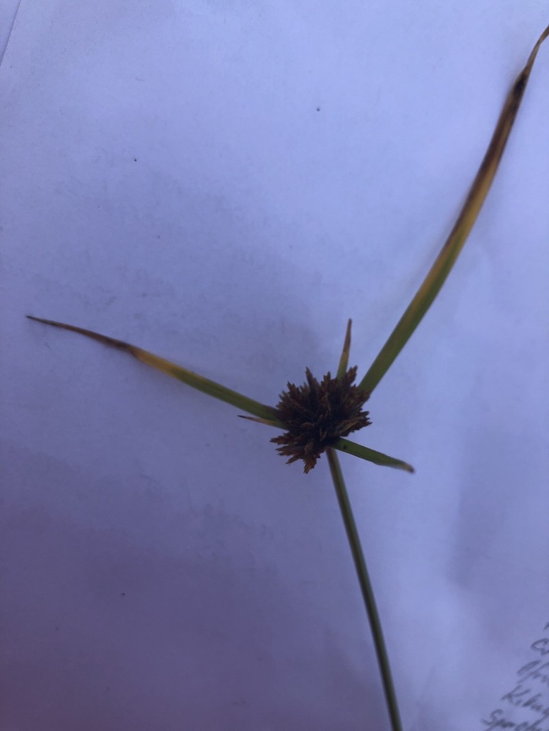 Manyspike Flatsedge photo 5