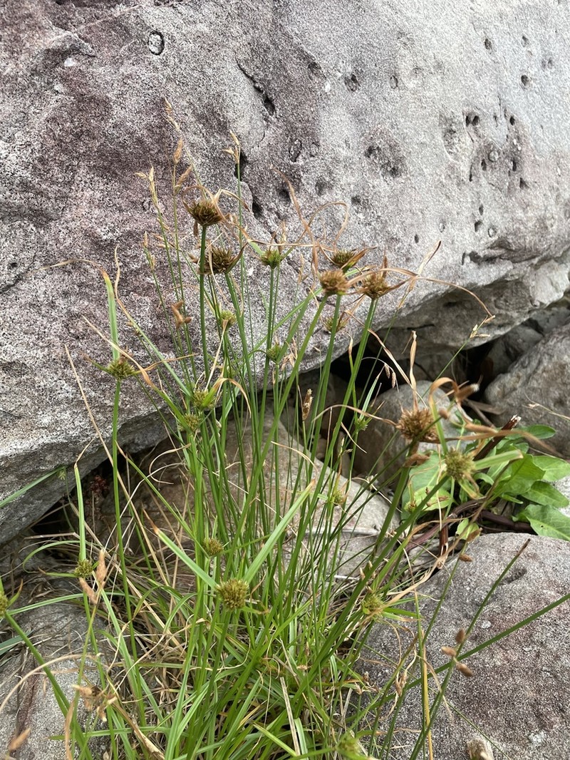 Manyspike Flatsedge photo 6