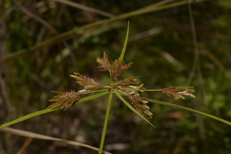 Manyspike Flatsedge photo 7