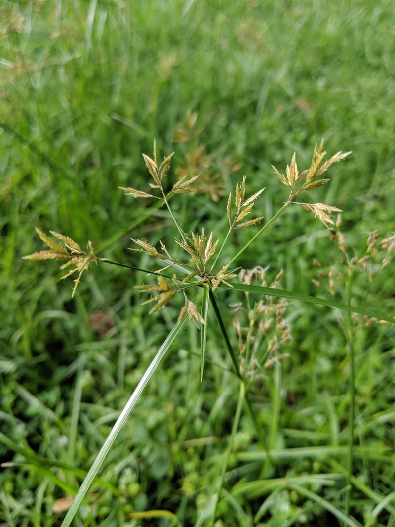 Manyspike Flatsedge photo 8
