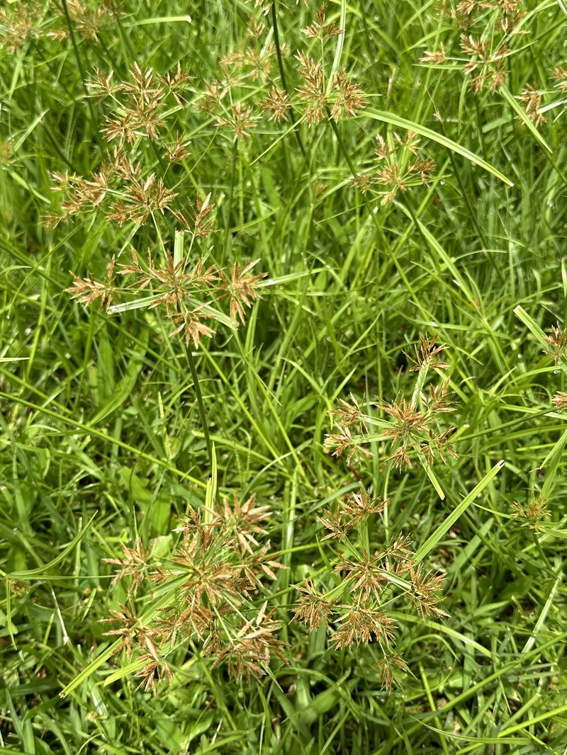 Cyperus polystachyos var. holosericeus