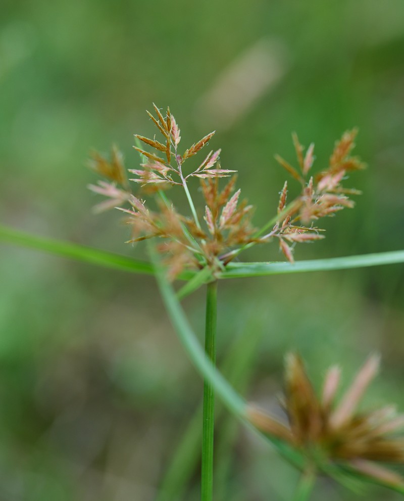 Cyperus polystachyos var. holosericeus photo 2