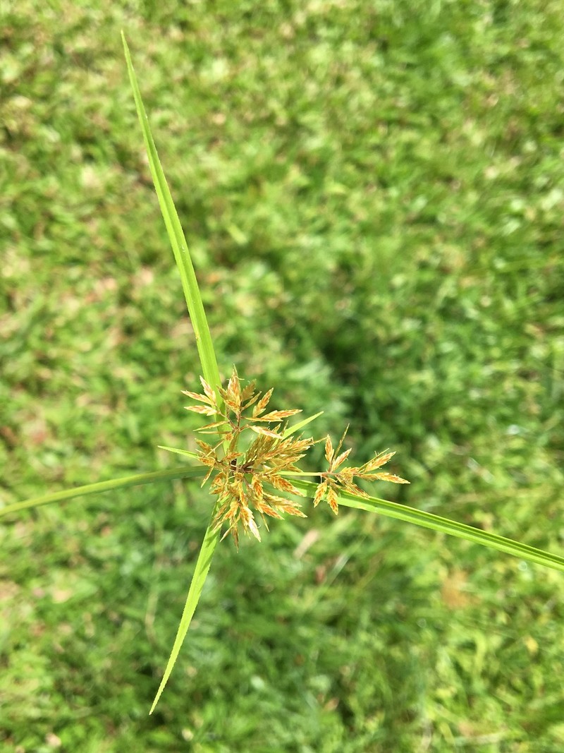 Cyperus polystachyos var. holosericeus photo 3
