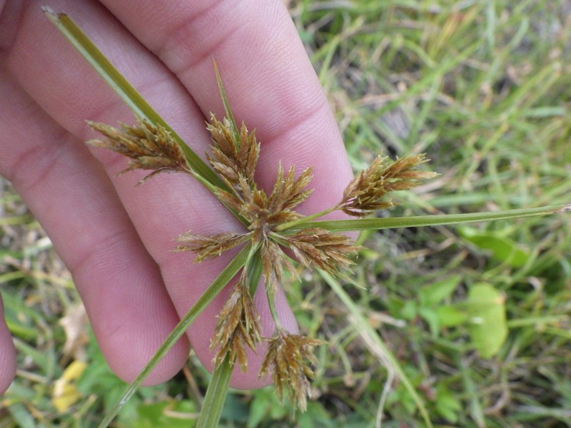 Cyperus polystachyos var. holosericeus photo 4