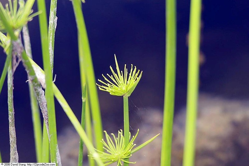 Miniature Flatsedge photo 4