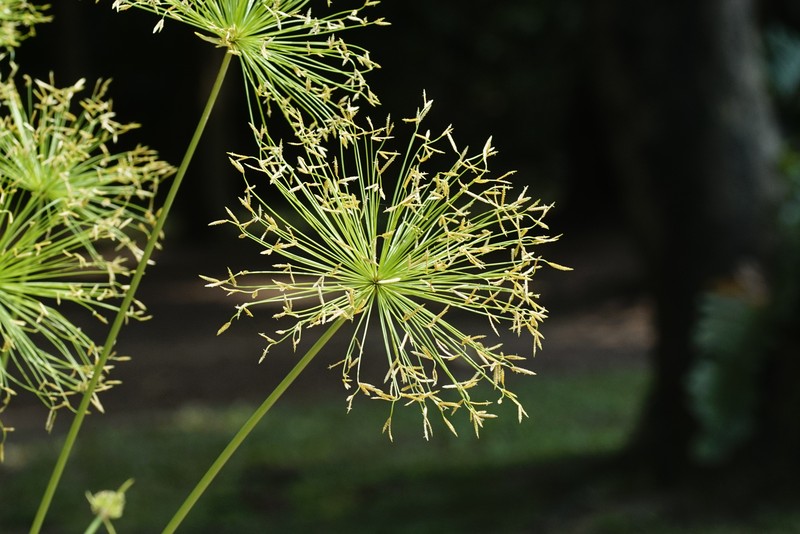 Miniature Flatsedge photo 5