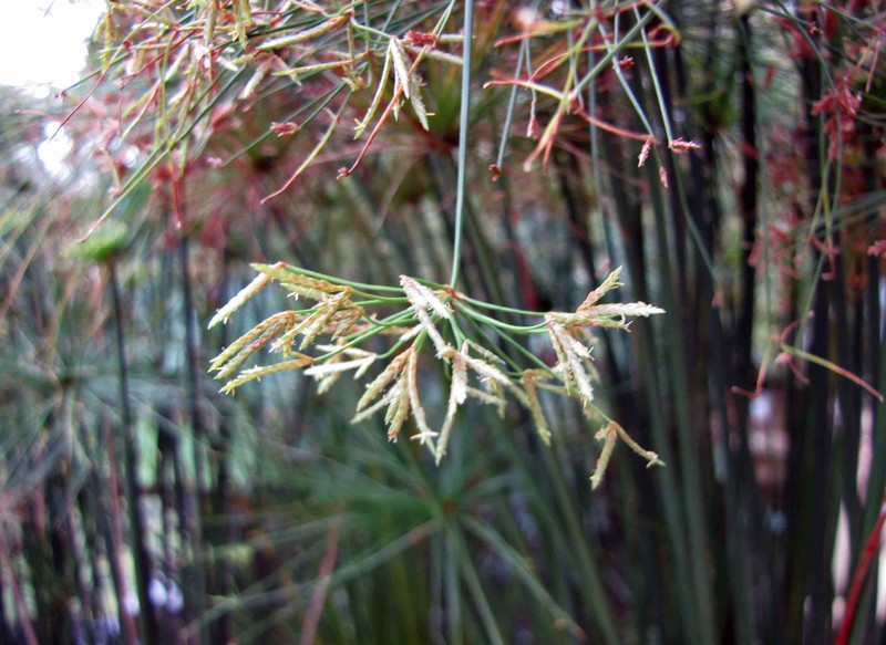 Miniature Flatsedge photo 6