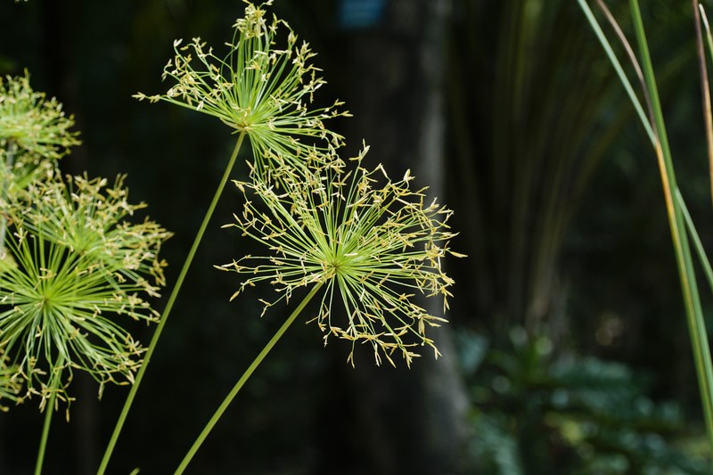 Miniature Flatsedge