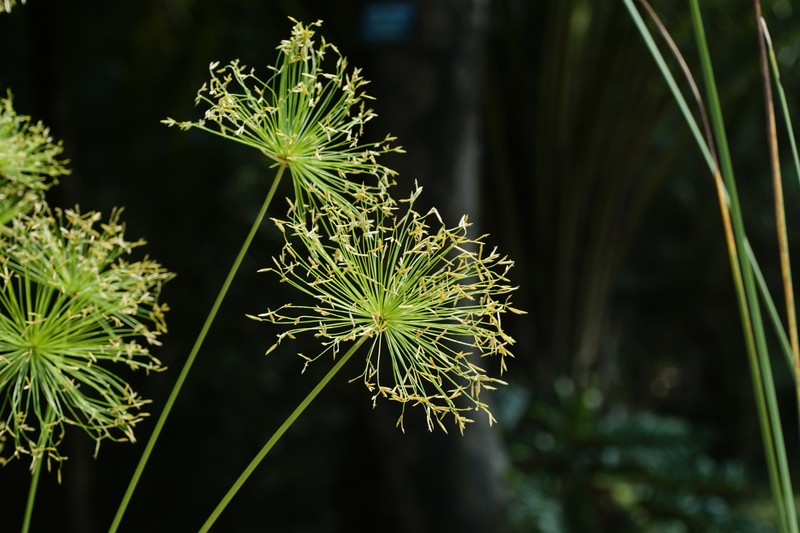Miniature Flatsedge photo 2