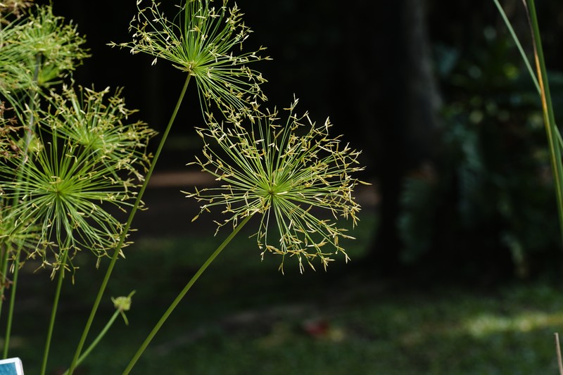 Miniature Flatsedge photo 3