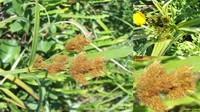 Mosquito Flatsedge