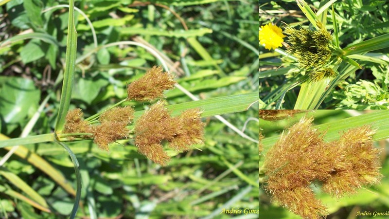 Mosquito Flatsedge