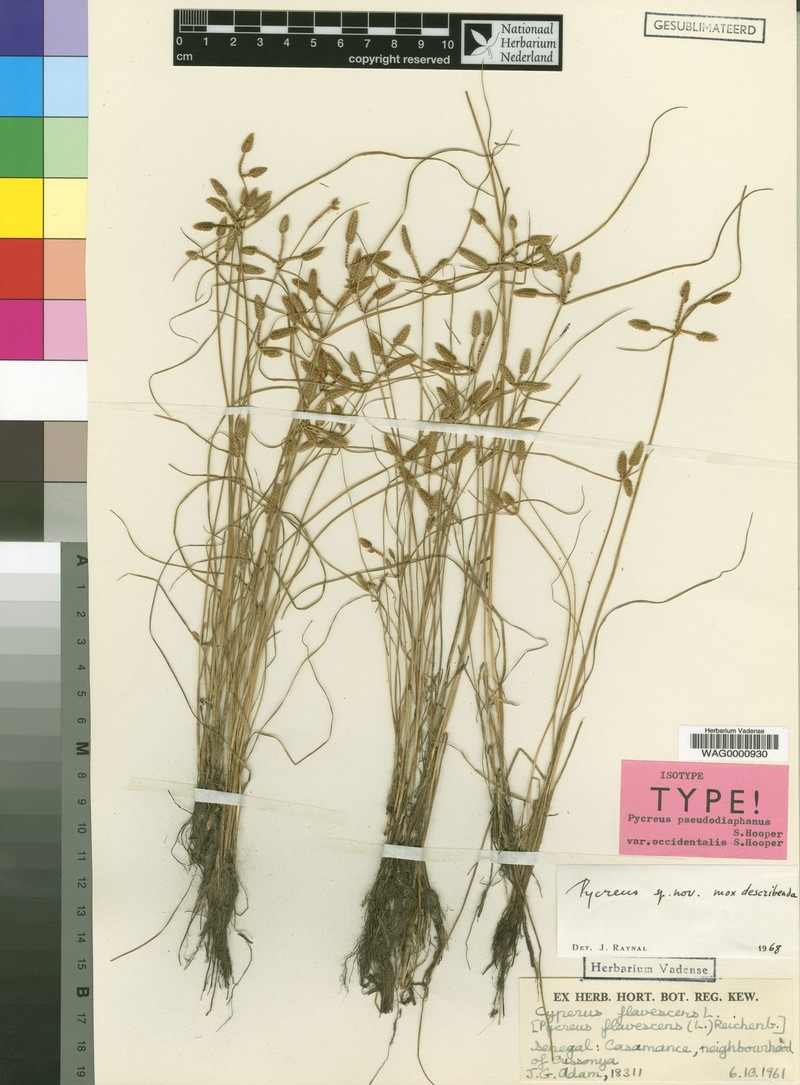 Cyperus pseudodiaphanus var. occidentalis