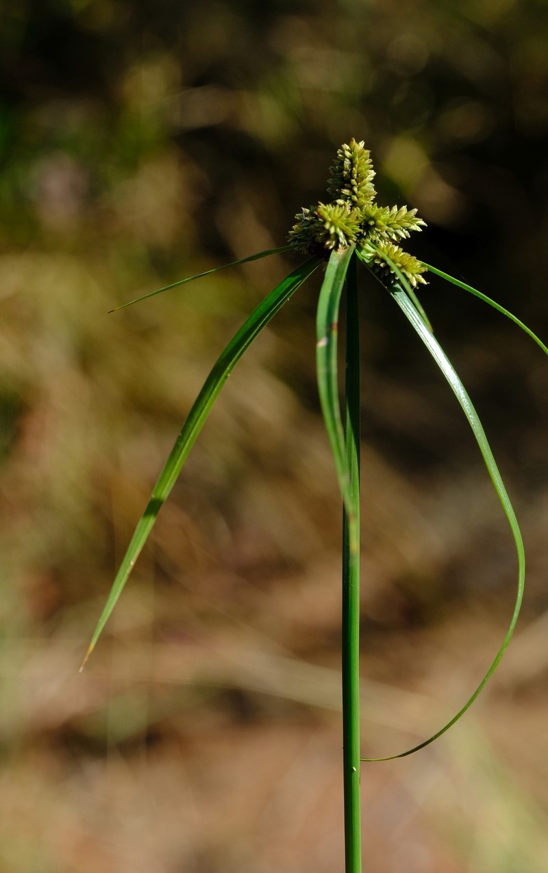 Cyperus pseudoflavus