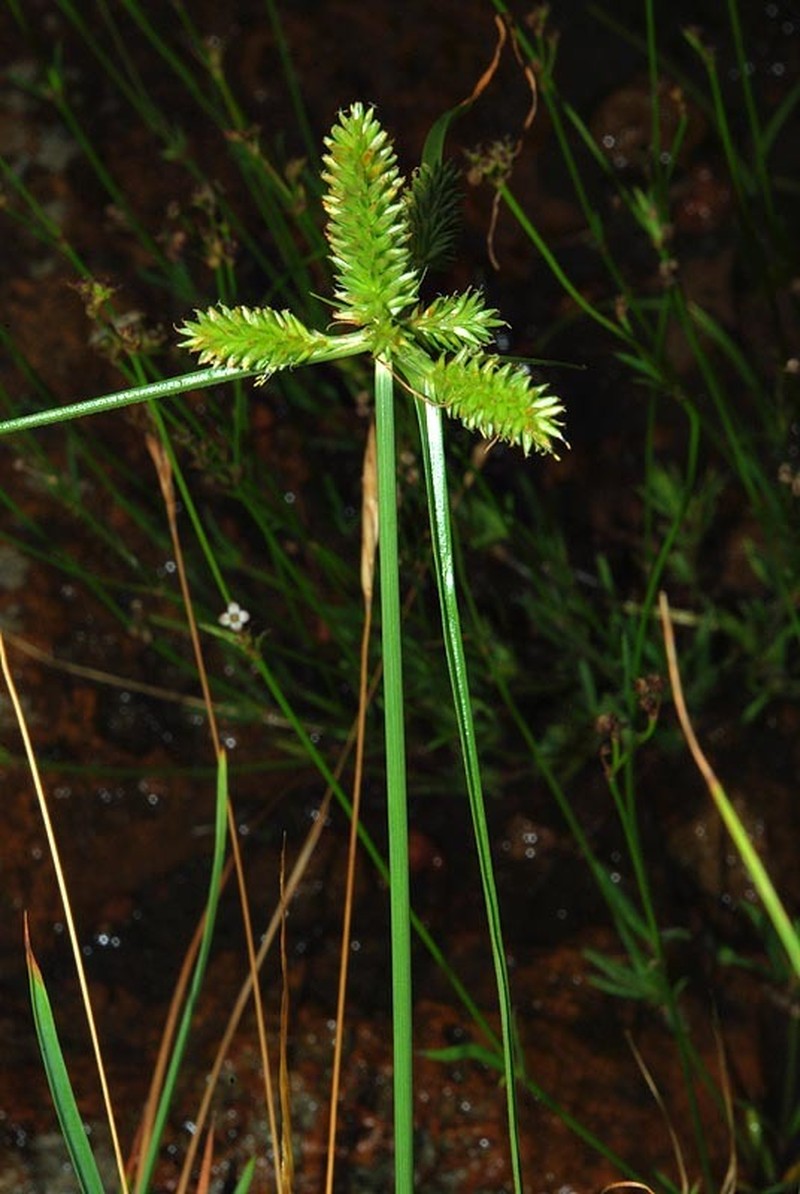 Cyperus pseudoflavus photo 2