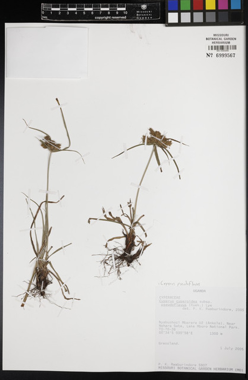 Cyperus pseudoflavus photo 3