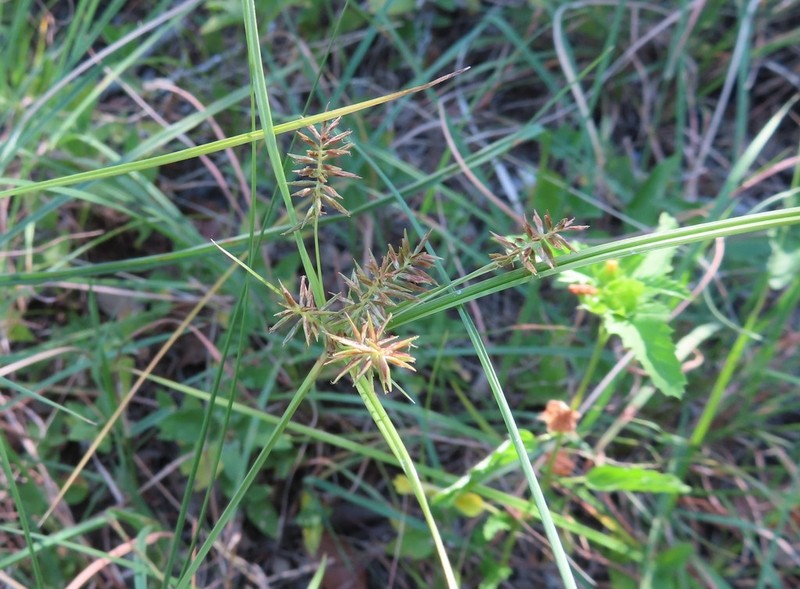 Flatsedge