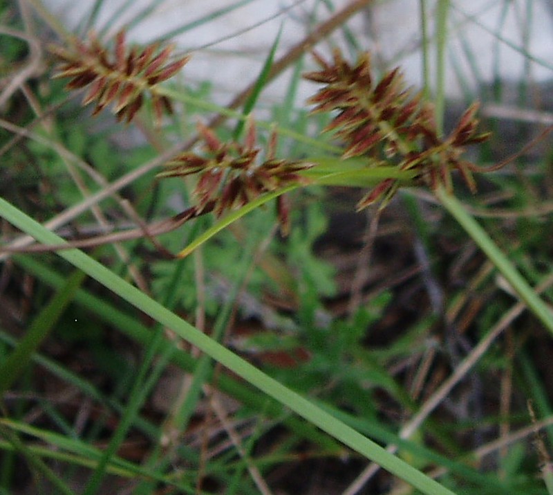 Flatsedge photo 2