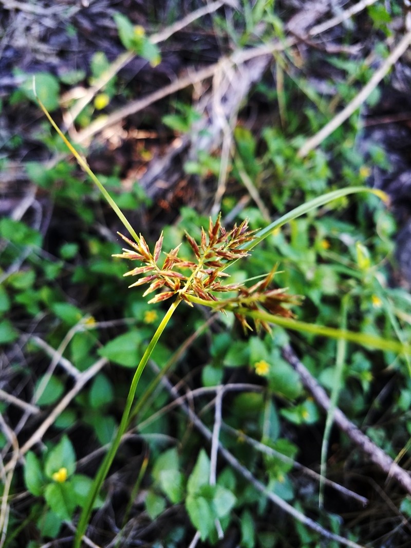 Flatsedge photo 3