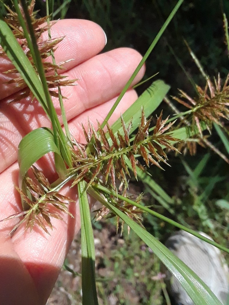 Flatsedge photo 4