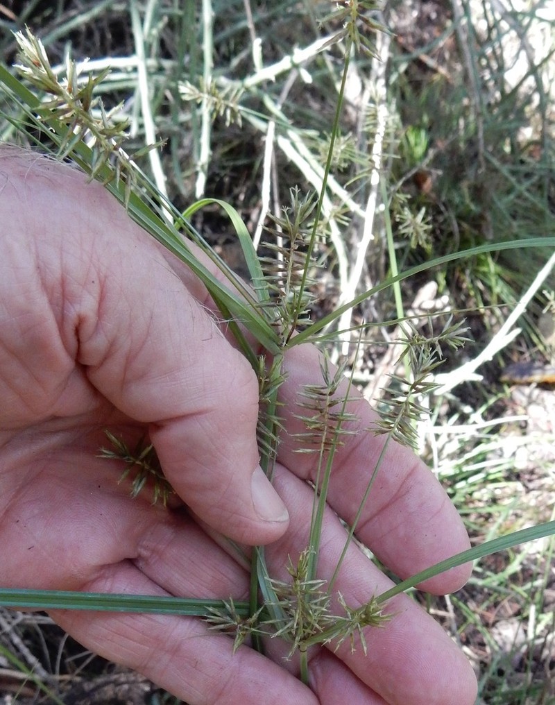 Flatsedge photo 5