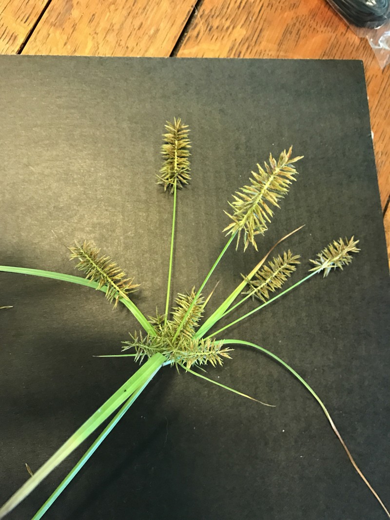 Flatsedge photo 6