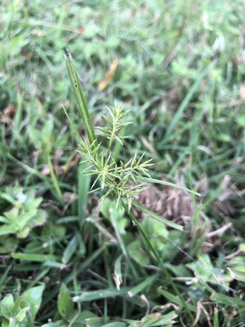 Flatsedge photo 7