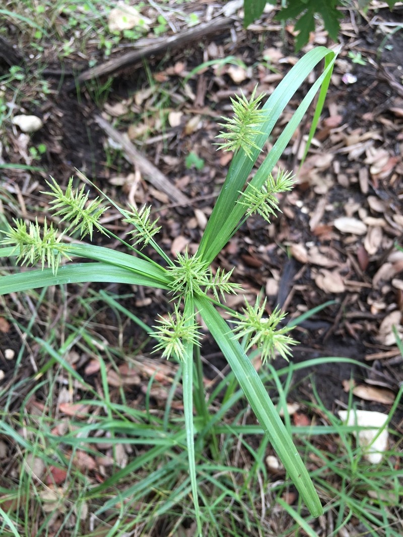 Flatsedge photo 8